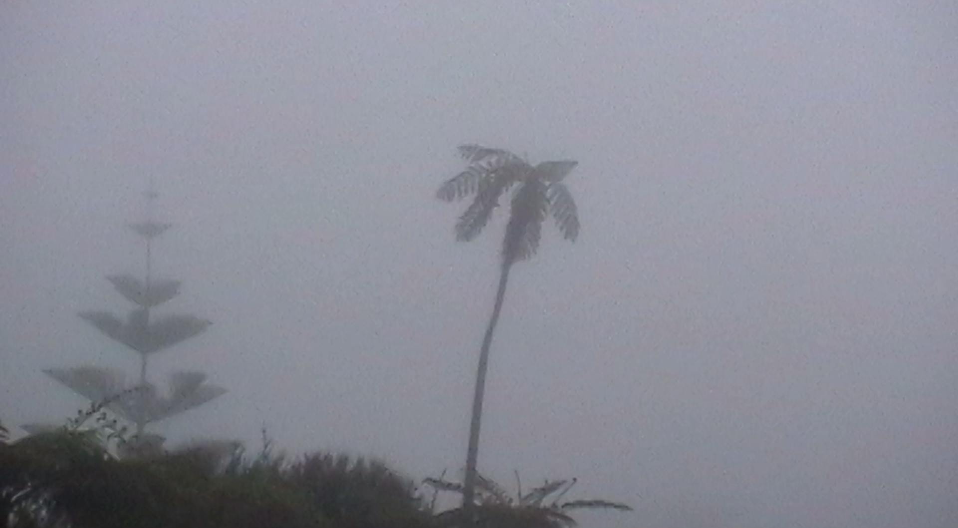 a palm tree in the fog on a cloudy day