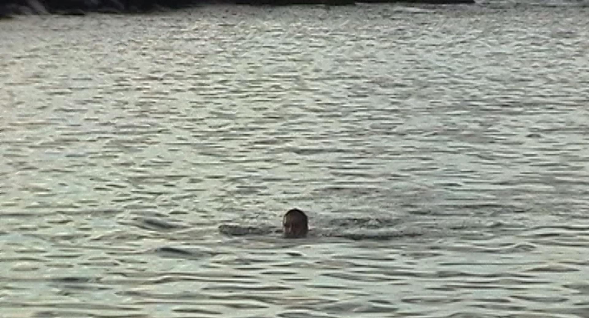 a person swimming in a body of water